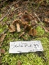  ( - FDS-CA-07505)  @11 [ ] c (2024) Marinna Grijalva Fungal Diversity Survey