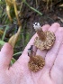  ( - FDS-CA-07505)  @11 [ ] c (2024) Marinna Grijalva Fungal Diversity Survey