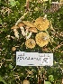  ( - FDS-CA-07504)  @11 [ ] c (2024) Marinna Grijalva Fungal Diversity Survey