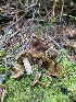  ( - FDS-CA-07505)  @11 [ ] c (2024) Marinna Grijalva Fungal Diversity Survey