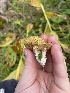  ( - FDS-CA-07504)  @11 [ ] c (2024) Marinna Grijalva Fungal Diversity Survey