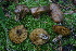  ( - FDS-CA-05457)  @11 [ ] by-nc (2024) Unspecified Fungal Diversity Survey