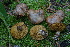  ( - FDS-CA-05457)  @11 [ ] by-nc (2024) Unspecified Fungal Diversity Survey