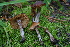  ( - FDS-CA-05472)  @11 [ ] by-nc (2024) Unspecified Fungal Diversity Survey