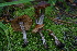  ( - FDS-CA-05472)  @11 [ ] by-nc (2024) Unspecified Fungal Diversity Survey
