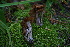  ( - FDS-CA-05472)  @11 [ ] by-nc (2024) Unspecified Fungal Diversity Survey