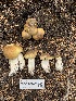 (Tricholoma arvernense - FDS-CA-05473)  @11 [ ] by-nc (2024) Unspecified Fungal Diversity Survey