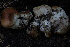  ( - FDS-CA-05459)  @11 [ ] by-nc (2024) Unspecified Fungal Diversity Survey