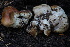  ( - FDS-CA-05459)  @11 [ ] by-nc (2024) Unspecified Fungal Diversity Survey