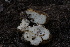  (Leucogaster sp. CA01 - FDS-CA-05440)  @11 [ ] by-nc (2024) Unspecified Fungal Diversity Survey