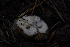  ( - FDS-CA-05440)  @11 [ ] by-nc (2024) Unspecified Fungal Diversity Survey