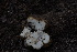  ( - FDS-CA-05440)  @11 [ ] by-nc (2024) Unspecified Fungal Diversity Survey