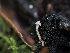  ( - FDS-CA-06760)  @11 [ ] by (2024) Justin Paulin Fungal Diversity Survey