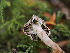  ( - FDS-CA-06760)  @11 [ ] by (2024) Justin Paulin Fungal Diversity Survey