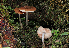  ( - FDS-CA-06761)  @11 [ ] by (2024) Justin Paulin Fungal Diversity Survey