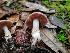  ( - HAY-F-008150)  @11 [ ] by-nc (2023) Harte Singer Fungal Diversity Survey
