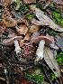  ( - HAY-F-008150)  @11 [ ] by-nc (2023) Harte Singer Fungal Diversity Survey