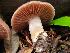  ( - HAY-F-008150)  @11 [ ] by-nc (2023) Harte Singer Fungal Diversity Survey