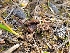  (Inocybe acuta - FDS-CA-06208)  @11 [ ] by-nc (2024) Harte Singer Fungal Diversity Survey