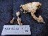  ( - FDS-CA-02448)  @11 [ ] by-nc (2024) Jaren Hockert Fungal Diversity Survey
