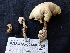  ( - FDS-CA-02448)  @11 [ ] by-nc (2024) Jaren Hockert Fungal Diversity Survey