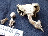  ( - FDS-CA-02448)  @11 [ ] by-nc (2024) Jaren Hockert Fungal Diversity Survey
