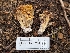  (Ramaria sp. PNW38 - FDS-CA-05264)  @11 [ ] c (2024) Andrew Claassen Fungal Diversity Survey