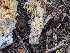  ( - FDS-CA-05264)  @11 [ ] c (2024) Andrew Claassen Fungal Diversity Survey