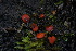  (Scutellinia sp. IN14 - FDS-CA-05432)  @11 [ ] by-nc (2024) Unspecified Fungal Diversity Survey