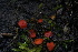 ( - FDS-CA-05432)  @11 [ ] by-nc (2024) Unspecified Fungal Diversity Survey