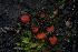  ( - FDS-CA-05432)  @11 [ ] by-nc (2024) Unspecified Fungal Diversity Survey