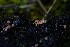  ( - FDS-CA-05471)  @11 [ ] by-nc (2024) Unspecified Fungal Diversity Survey