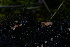  ( - FDS-CA-05471)  @11 [ ] by-nc (2024) Unspecified Fungal Diversity Survey