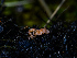  (Pulvinula sp. CA01 - FDS-CA-05471)  @11 [ ] by-nc (2024) Unspecified Fungal Diversity Survey