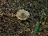 (Pluteus cervinus - FDS-CA-06771)  @11 [ ] by (2024) Justin Paulin Fungal Diversity Survey