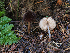  (Pluteus sp. PNW13 - FDS-CA-06777)  @11 [ ] by (2024) Justin Paulin Fungal Diversity Survey