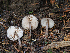  ( - FDS-CA-06777)  @11 [ ] by (2024) Justin Paulin Fungal Diversity Survey