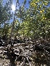  ( - FDS-CA-05823)  @11 [ ] by-nc (2024) Dean Lyons Fungal Diversity Survey
