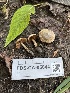  ( - FDS-CA-05844)  @11 [ ] by-nc (2024) Dean Lyons Fungal Diversity Survey