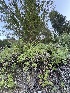  ( - FDS-CA-05829)  @11 [ ] by-nc (2024) Dean Lyons Fungal Diversity Survey