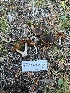  ( - FDS-CA-05854)  @11 [ ] by-nc (2024) Dean Lyons Fungal Diversity Survey