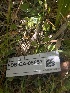  ( - FDS-CA-05857)  @11 [ ] by-nc (2024) Dean Lyons Fungal Diversity Survey