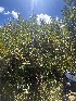  ( - FDS-CA-05857)  @11 [ ] by-nc (2024) Dean Lyons Fungal Diversity Survey
