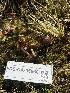  ( - FDS-CA-05860)  @11 [ ] by-nc (2024) Dean Lyons Fungal Diversity Survey
