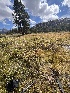  ( - FDS-CA-05860)  @11 [ ] by-nc (2024) Dean Lyons Fungal Diversity Survey