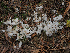  ( - FDS-CA-06774)  @11 [ ] by (2024) Justin Paulin Fungal Diversity Survey