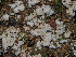  (Meripilus sanguinolentus - FDS-CA-06774)  @11 [ ] by (2024) Justin Paulin Fungal Diversity Survey