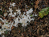  ( - FDS-CA-06774)  @11 [ ] by (2024) Justin Paulin Fungal Diversity Survey