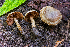  ( - FDS-CA-05844)  @11 [ ] by-nc (2024) Dean Lyons Fungal Diversity Survey