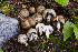  (Coprinopsis sp. CA06 - FDS-CA-05845)  @11 [ ] by-nc (2024) Dean Lyons Fungal Diversity Survey